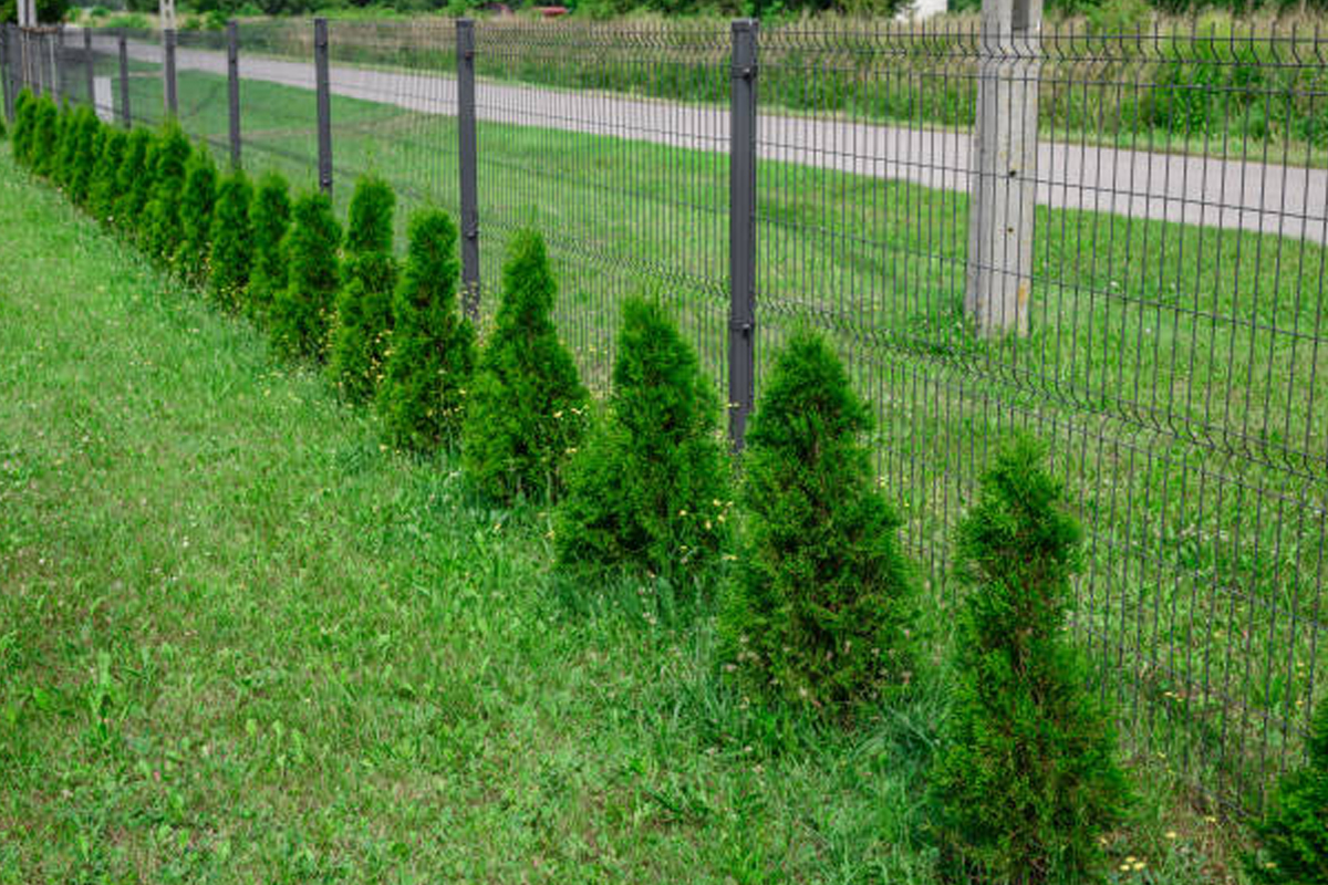 Evergreen Privacy Hedge Installation Rockford