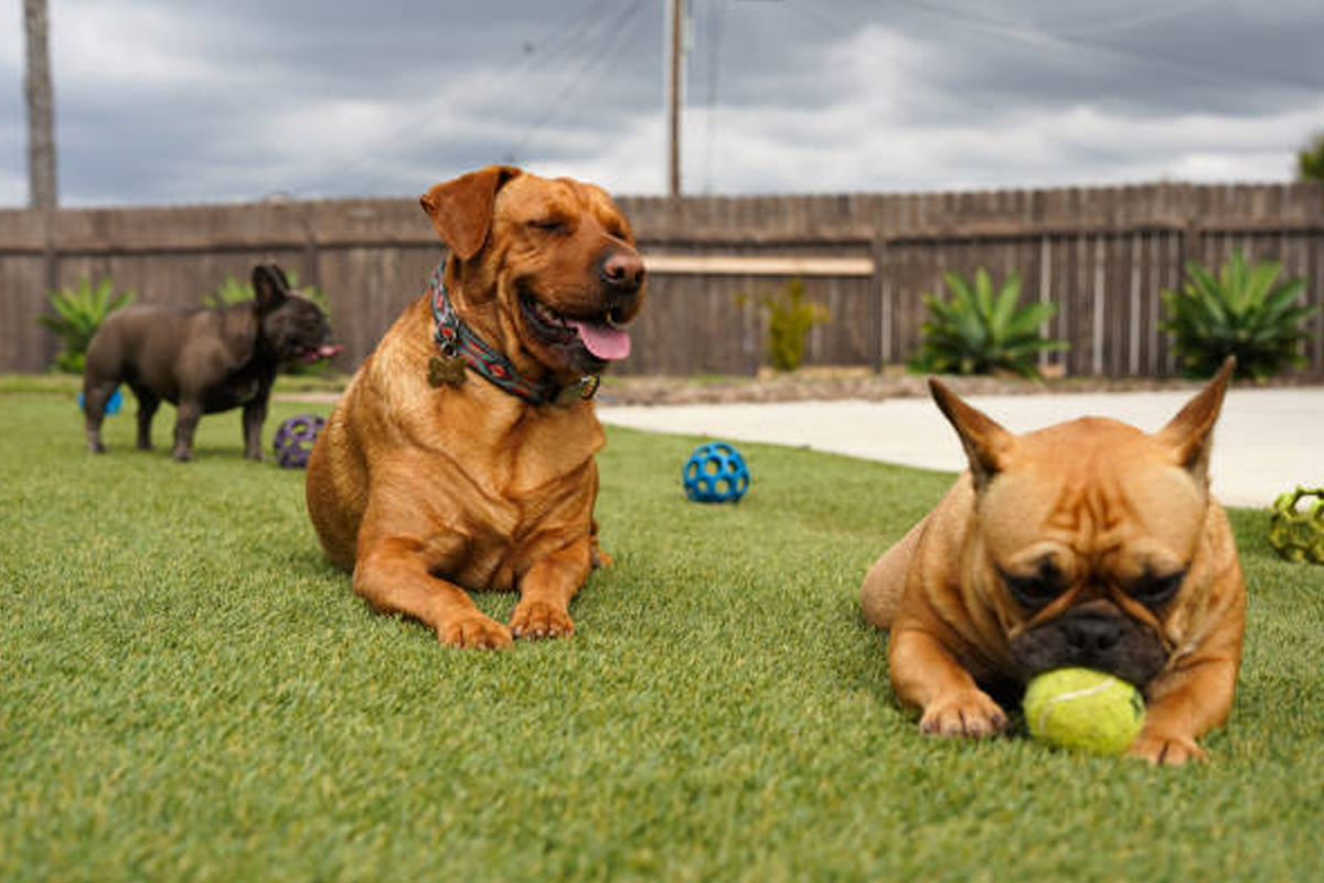 Pet-Friendly & Dog Run Turf Installation Rockford