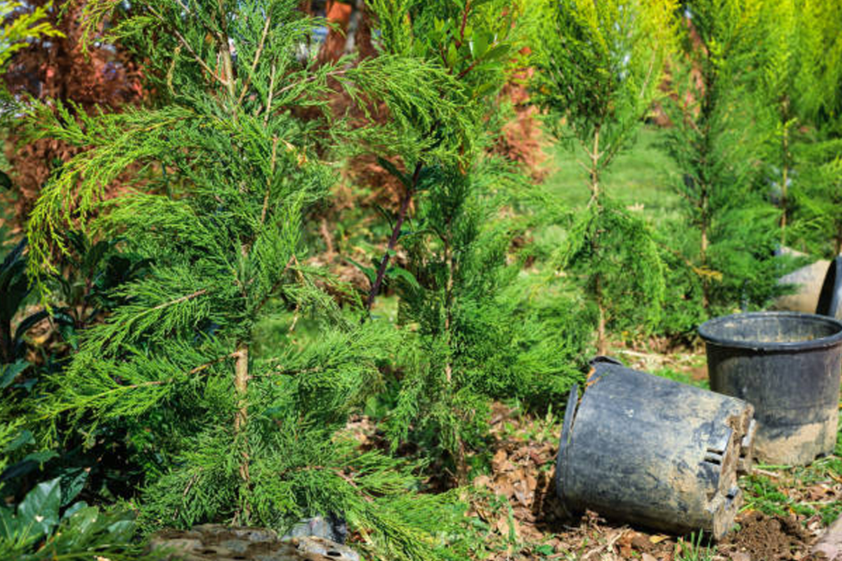 Proper Tree Planting & Spacing Techniques Installation Rockford